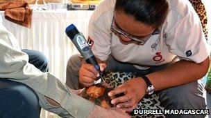 Tortoise being tattooed