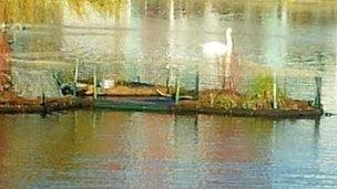 Floating islands for swans built on Brayford Pool in Lincoln