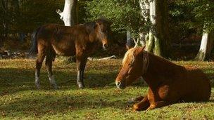 New Forest ponies