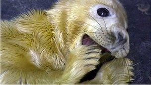 Seal at RSPCA East Winch