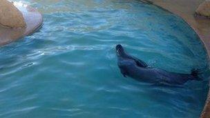 Rescued seal in Natureland pool