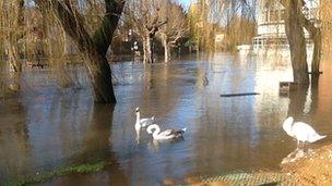 Swans on the flooded River Wey on Thursday