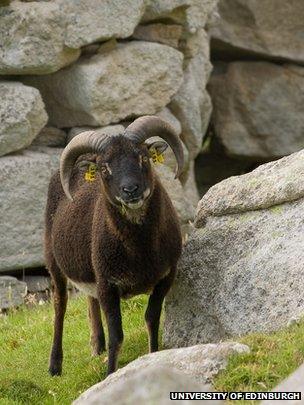 Soay sheep