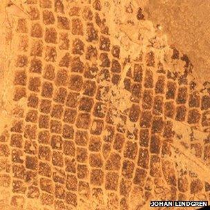 Scales from an 85-Myr-old mosasaur