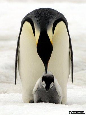 Emperor penguins