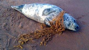 Seal trapped