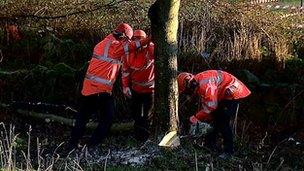 Tree felling