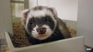 Ferret in cage