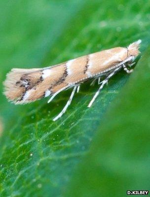 Horse chestnut leaf-miner (Image: Dave Kilbey)