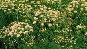 Hemlock water dropwort weed or 'poison parsnips'.