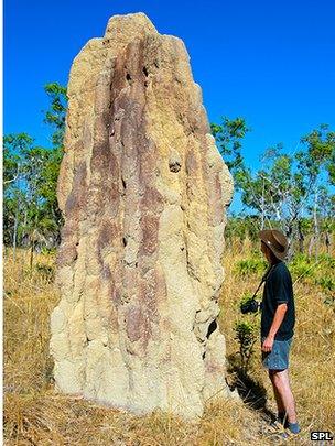 Termite mound