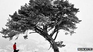 Lonely Tree, Llanfyllin (2010)