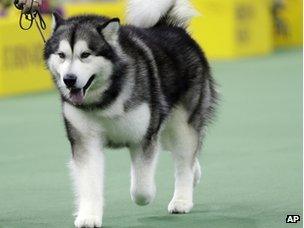 Alaskan Malamute