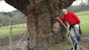 Rob McBride with a giant oak at Kingswood, Welshpool