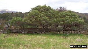 Scots Pine at Braem