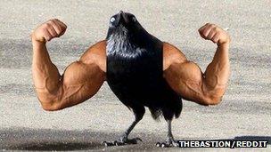 Bird with arms