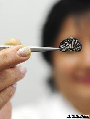 Researcher holding bean sample destined for the seed vault (Image: Neil Palmer/CIAT)