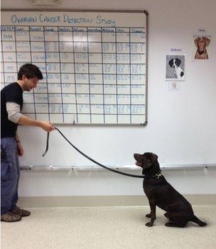 A dog being trained for to identify ovarian cancer samples