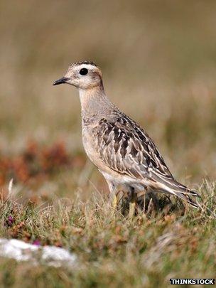 Dotterel