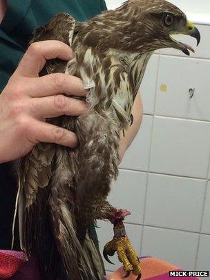 Injured buzzard