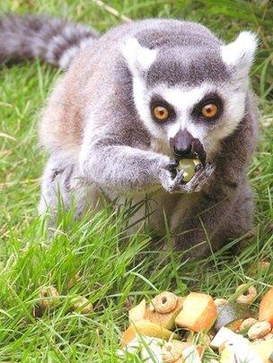 Ring-tailed lemur