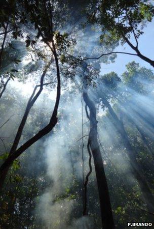 Sunlight shining through the rainforest canopy (Image: Paulo Brando)