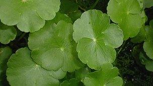 Close-up of the North American water-weed, floating pennywort