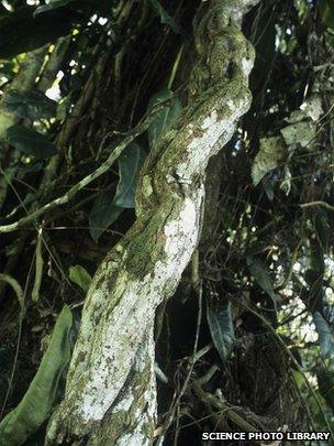 Ayahuasca tree