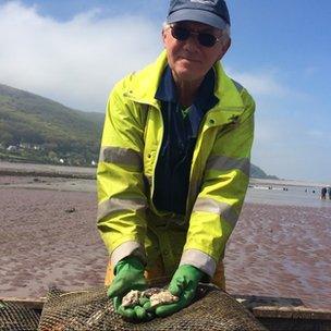 Oysters being taken to their beds in Porlock Bay