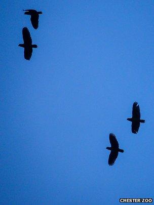 Ecuador Amazon parrots in flight (Image: Chester Zoo)