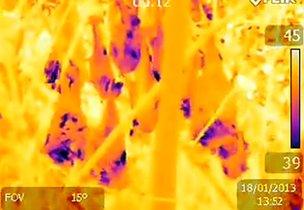 Flying foxes filmed with an infrared camera