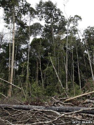 Felled forest (Getty Images)