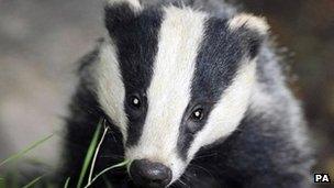 badger