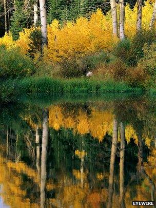 Trees on the edge of a lake (Image: EyeWire)