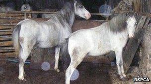 Horses at Pencarth Uchaf Farm