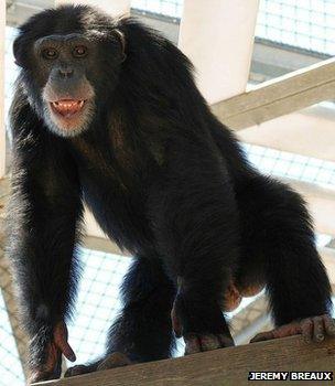 Chimp in a primate centre