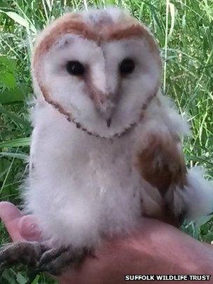 Barn owl