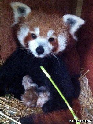 Red panda babies at Drusilla's