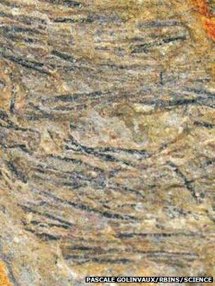 The researchers believe the dark areas on this dinosaur fossil are remains of the earliest feathers