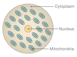 Diagram showing structure of a cell