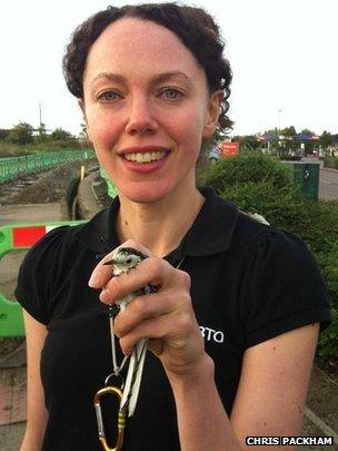 Pied Wagtail caught at Great Yarmouth Tesco