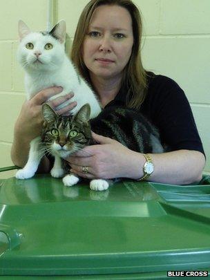 Cats with animal shelter staff member