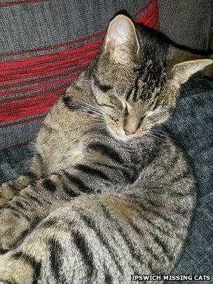 Missing cat in Ipswich