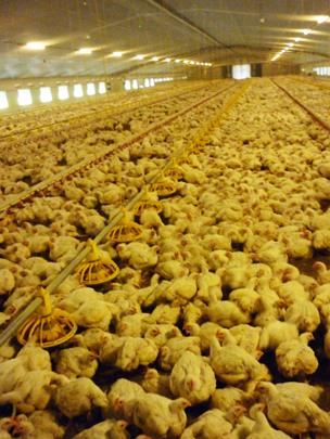 Inside the chicken shed at Lower Farm