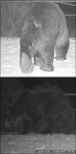 Trail camera images of brown bear (Image courtesy of Sergey Gashchak/Chornobyl Center, Ukraine)