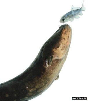 Electric eel and fish (c) Kenneth Catania