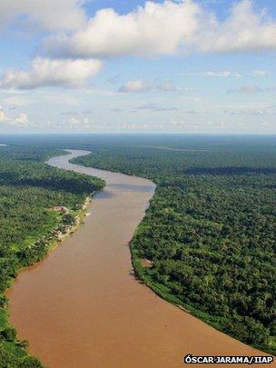 Amazonian river swamp