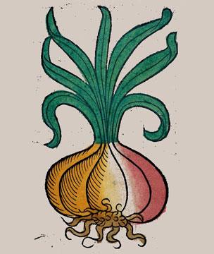 Onion woodcut