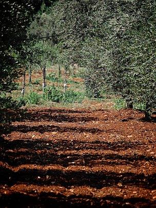 Olive trees (Image: BBC)