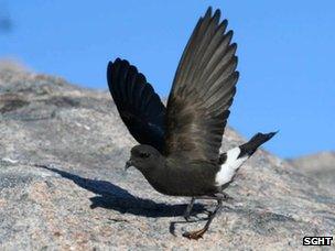 Wilson's storm petrel